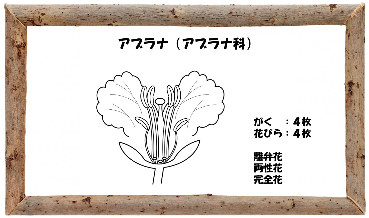 中学受験の理科 植物分類いろいろ ウリ科 イネ科 裸子植物お得です 中学受験 理科 偏差値アップの勉強法