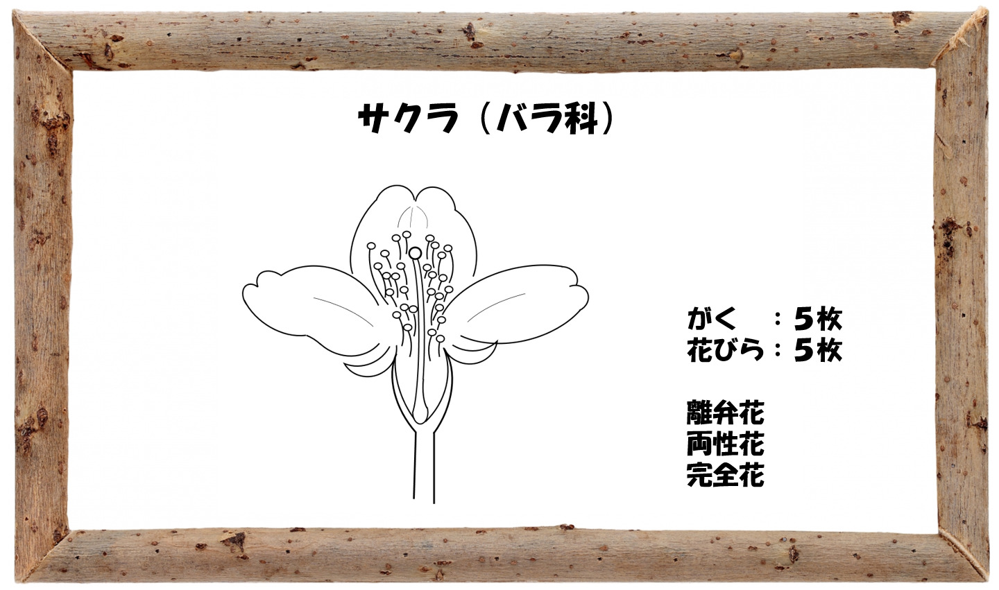 中学受験の理科 植物分類いろいろ ウリ科 イネ科 裸子植物お得です 中学受験 理科 偏差値アップの勉強法