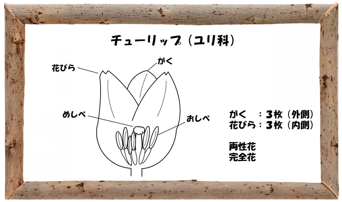 中学受験の理科 植物分類いろいろ ウリ科 イネ科 裸子植物お得です 中学受験 理科 偏差値アップの勉強法