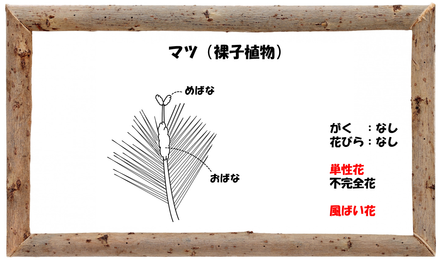 中学受験の理科 植物分類いろいろ ウリ科 イネ科 裸子植物お得です 中学受験 理科 偏差値アップの勉強法