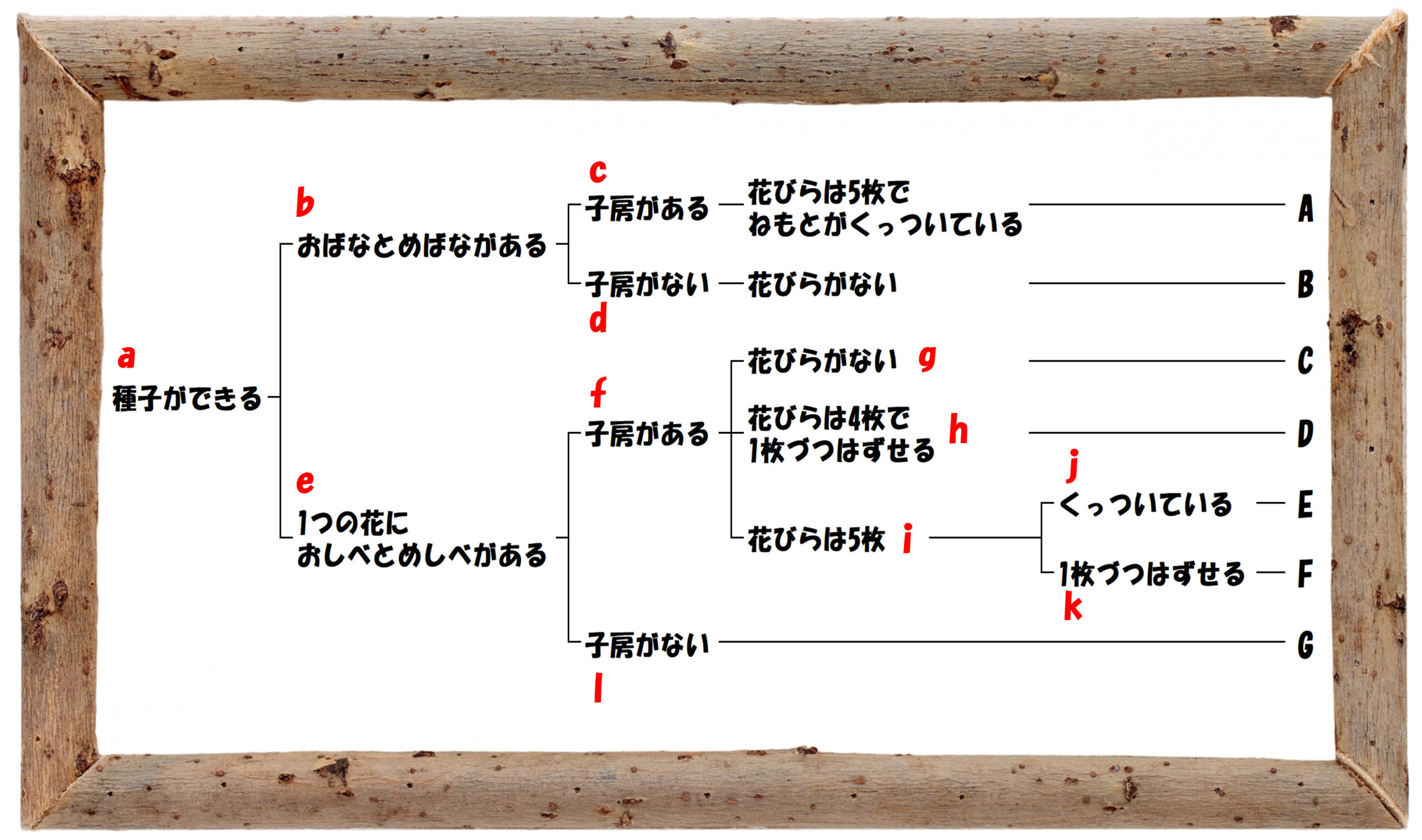 中学受験の理科 植物分類についての問題演習と解説 2 中学受験 理科 偏差値アップの勉強法