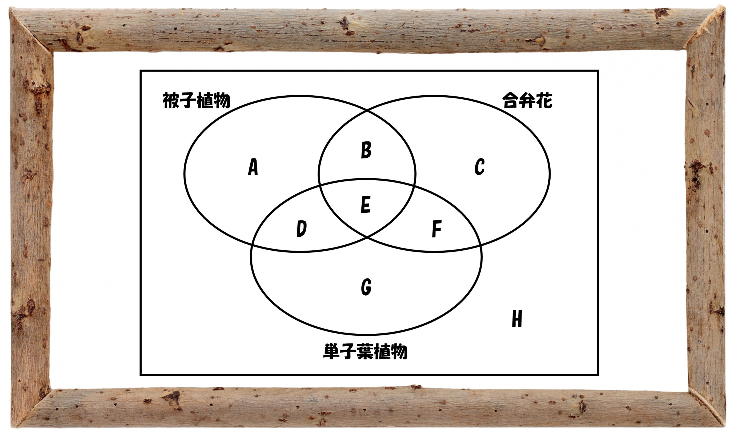 中学受験の理科 植物分類についての問題演習と解説 3 中学受験 理科 偏差値アップの勉強法