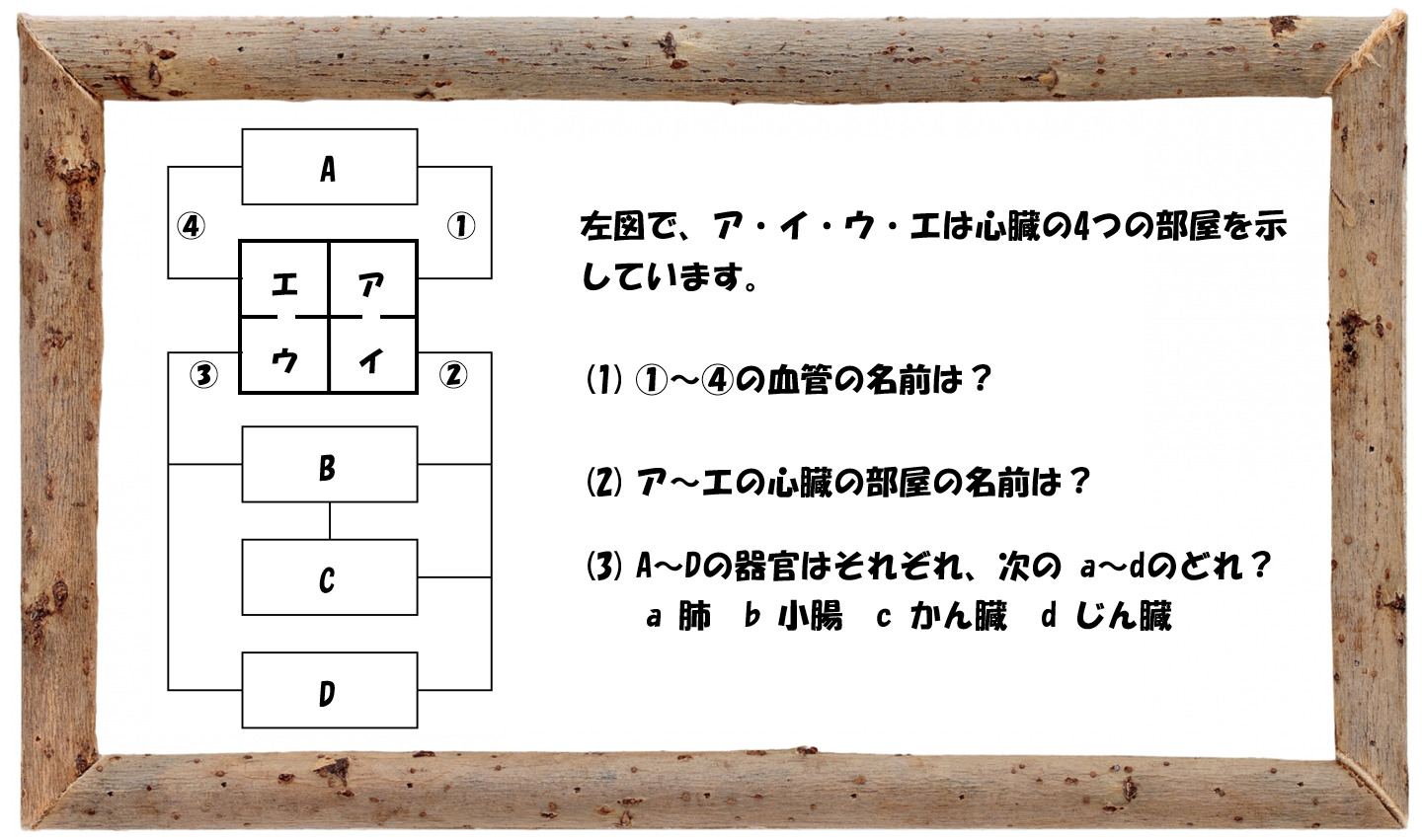 中学受験の理科 人体の血液循環についての問題演習と解説 基本編 中学受験 理科 偏差値アップの勉強法