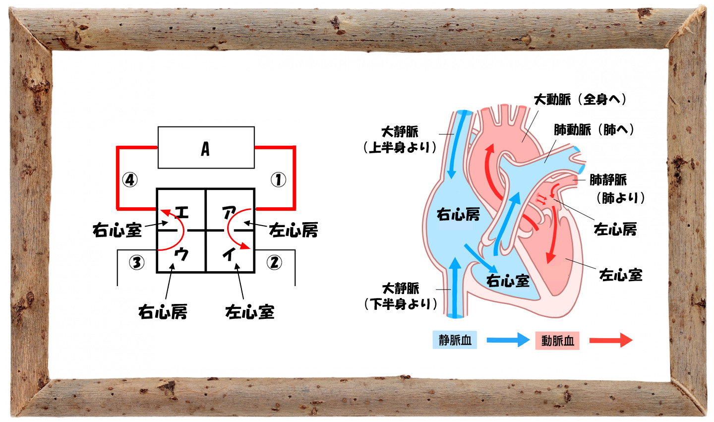 中学受験の理科 人体の血液循環についての問題演習と解説 基本編 中学受験 理科 偏差値アップの勉強法