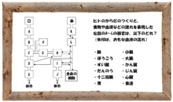 中学受験の理科 セキツイ動物の分類についての問題演習と解説 2 中学受験 理科 偏差値アップの勉強法