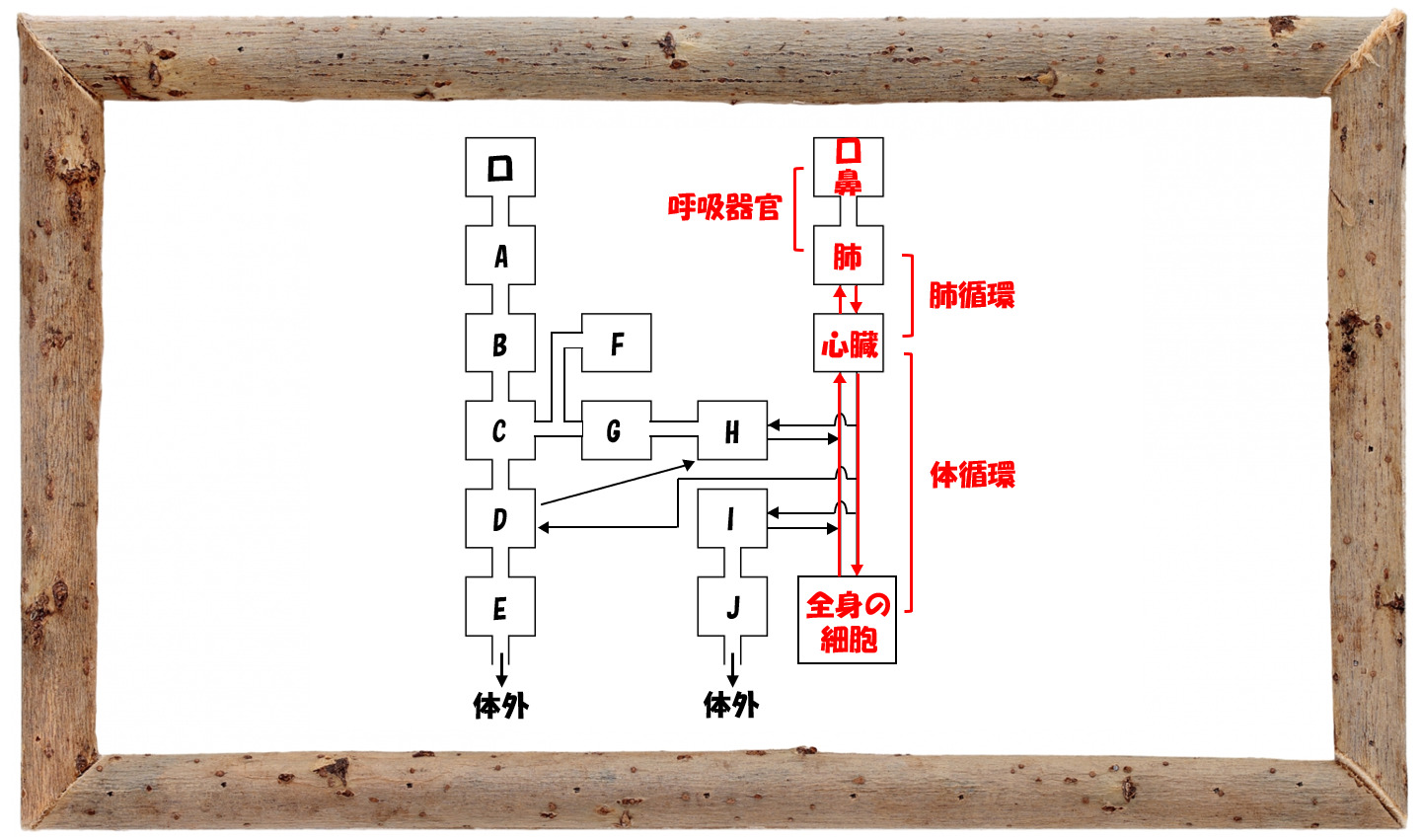 中学受験の理科 人体の消化と血液循環 問題演習と解説 応用編 中学受験 理科 偏差値アップの勉強法