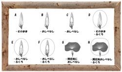 中学受験の理科 植物分類についての問題演習と解説 2 中学受験 理科 偏差値アップの勉強法