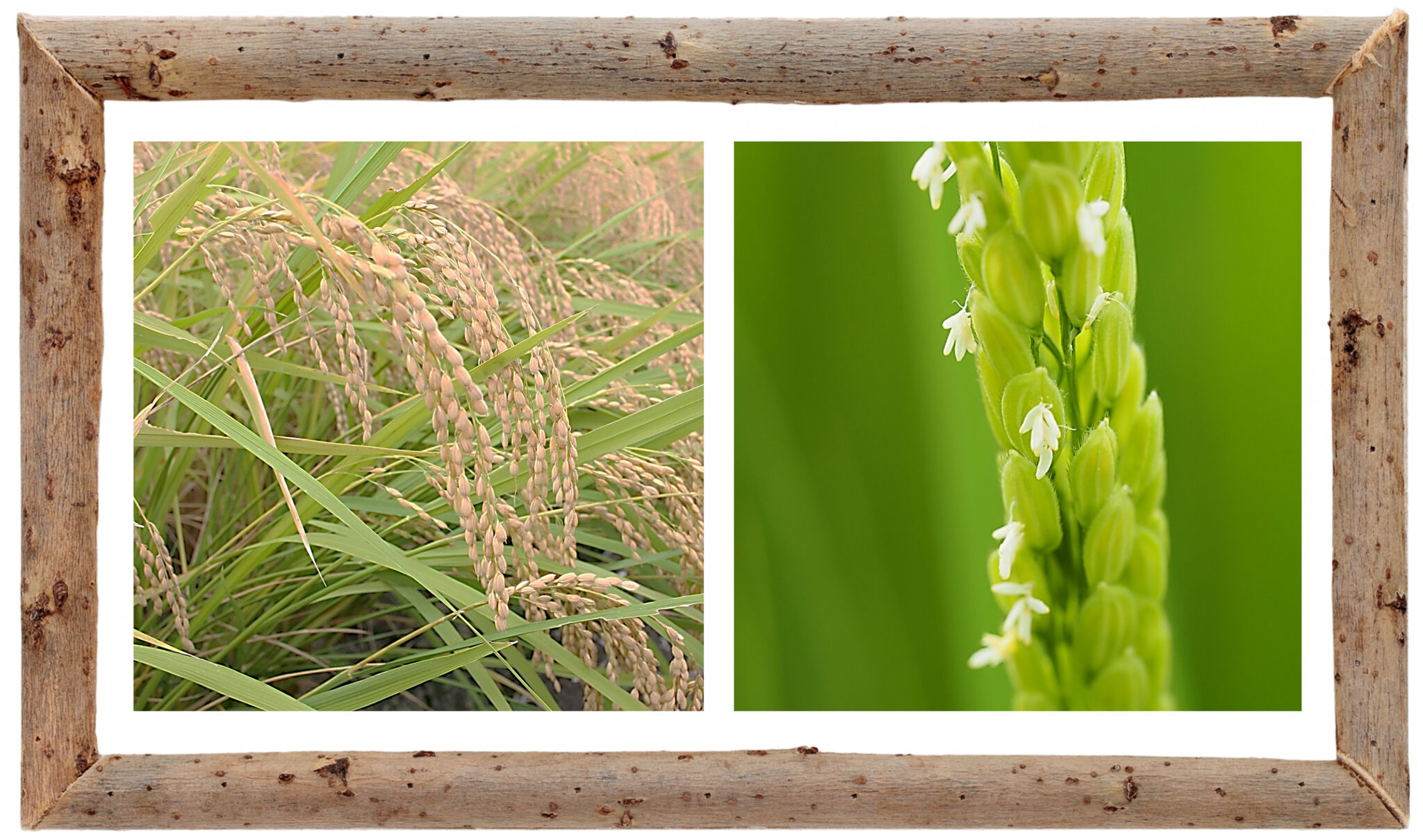 中学受験 理科 植物~イネ(被子植物 イネ科)の特ちょう | 中学受験 理科 偏差値アップの勉強法