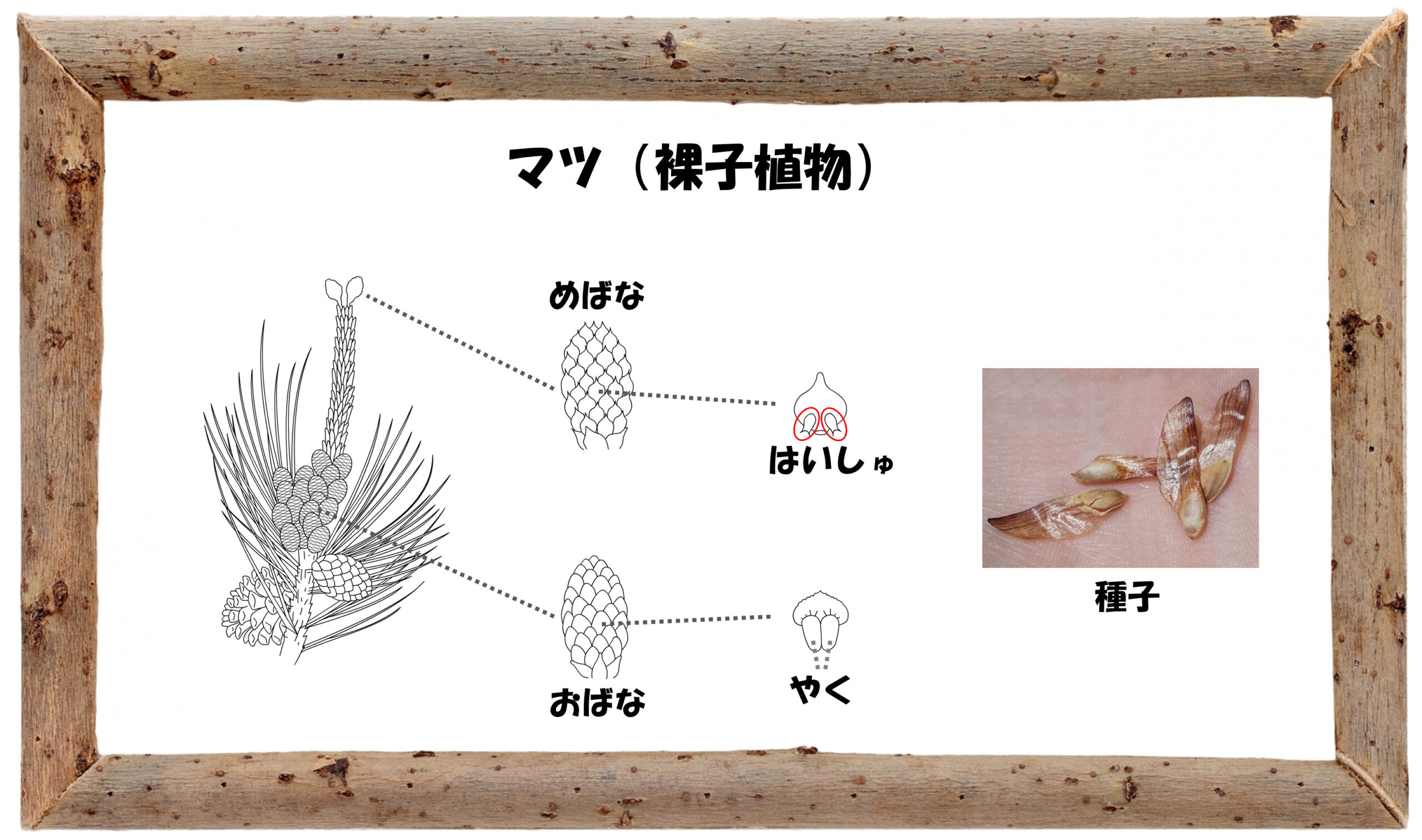 中学受験 理科 植物~マツ(裸子植物)の特ちょう | 中学受験 理科 偏差値アップの勉強法